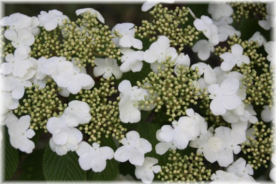 Kalina japońska (Viburnum plicatum) 'Shoshoni'