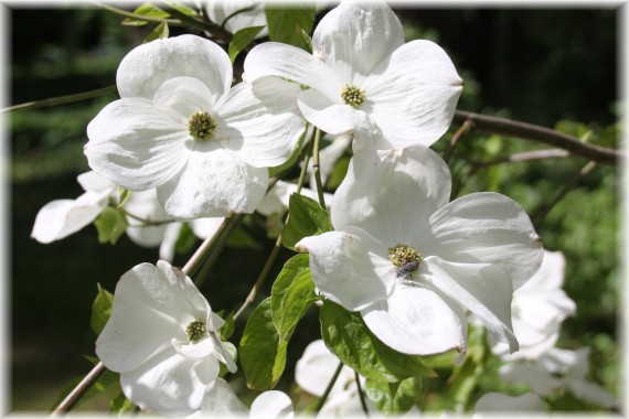 Dereń (Cornus) 'Eddie's White Wonder'