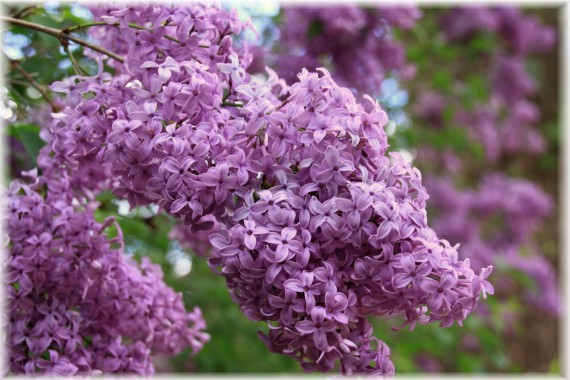 Lilak chiński (Syringa ×chinensis)