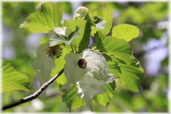 Dawidia chińska (Davidia involucrata)