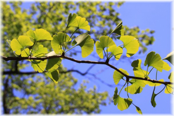 Miłorząb dwuklapowy (Ginkgo biloba)