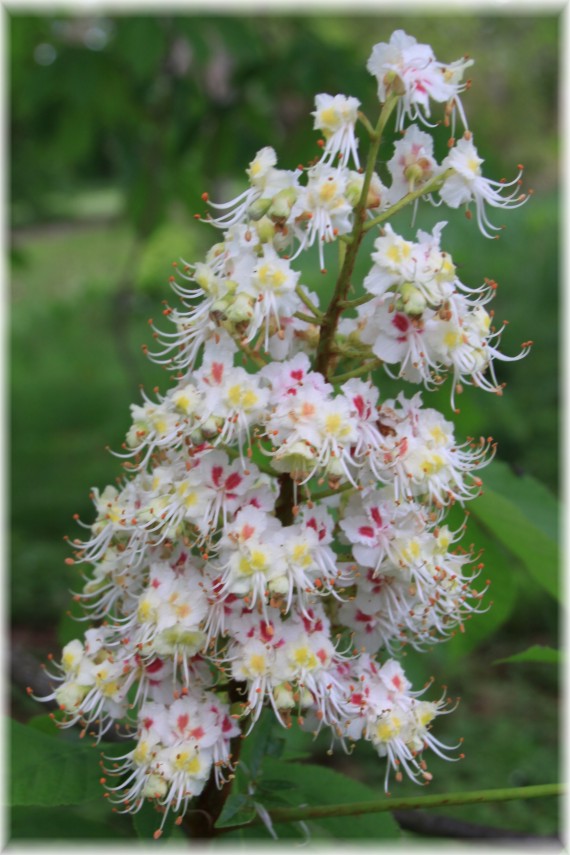 Kasztanowiec japoński (Aesculus turbinata)