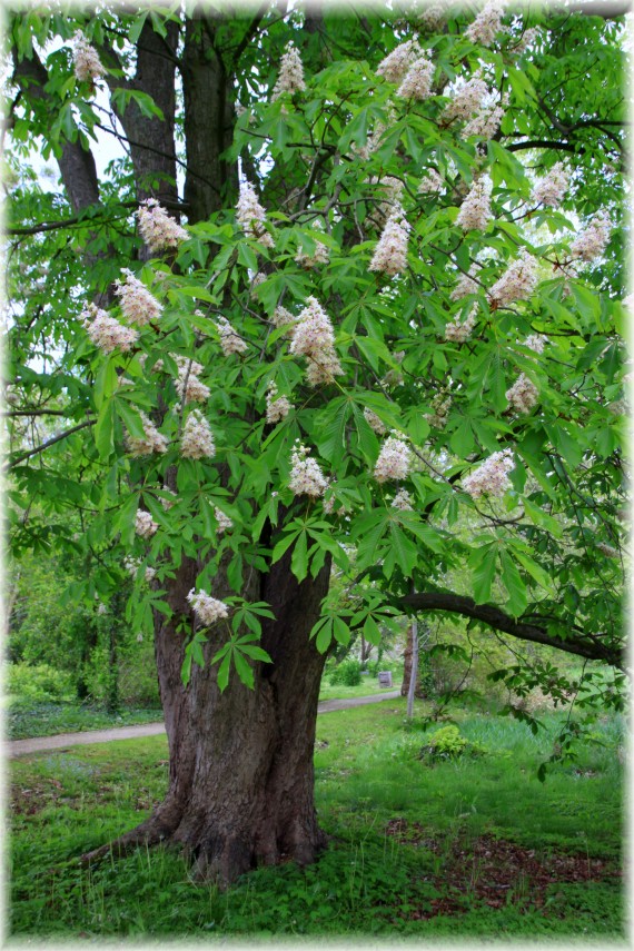 Kasztanowiec japoński (Aesculus turbinata)