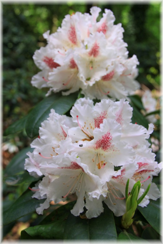 Różanecznik (Rhododendron) 'Marietta'