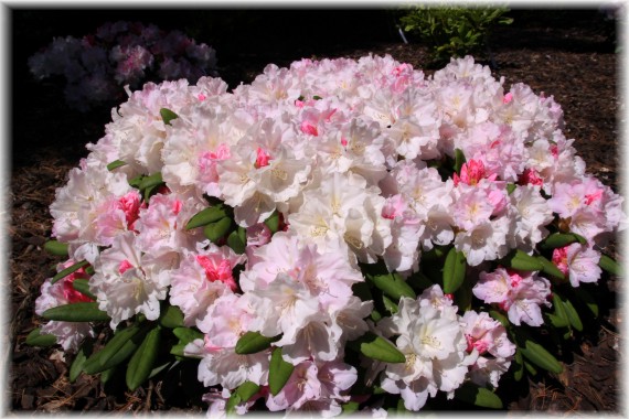 Różanecznik (Rhododendron) 'Silver Lady'