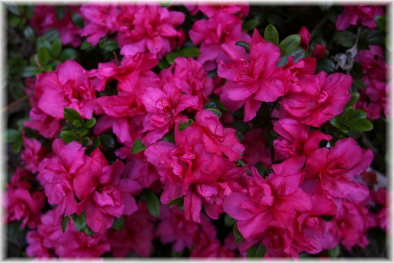 Azalia (Rhododendron) 'Rokoko'