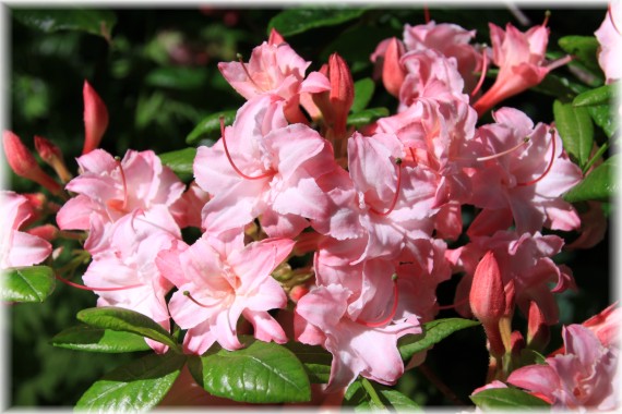 Azalia (Rhododendron) 'Corneille'