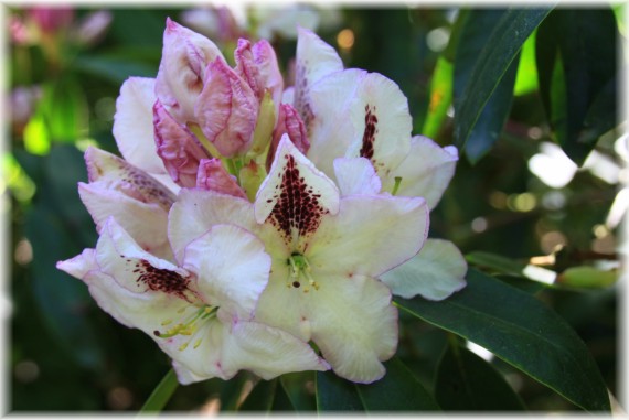 Różanecznik (Rhododendron) 'Gudrun'