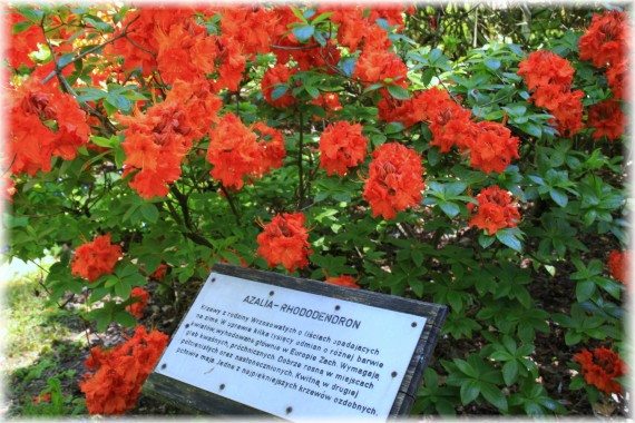 Azalie (Rhododendron)