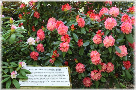 Różaneczniki (Rhododendron)