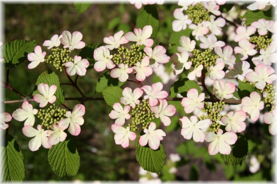 Kalina japońska (Viburnum plicatum) KILIMANDJARO SUNRISE 'JWW5'