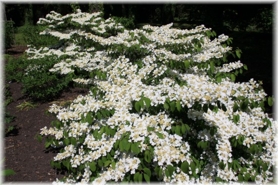 Kalina japońska (Viburnum plicatum) 'Shasta'