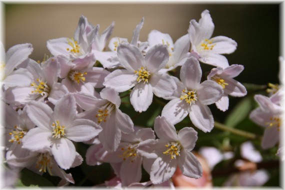 Żylistek różowy (Deutzia ×rosea)