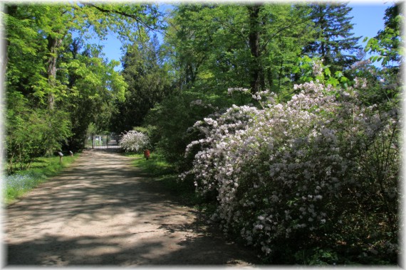 Żylistek różowy (Deutzia ×rosea)