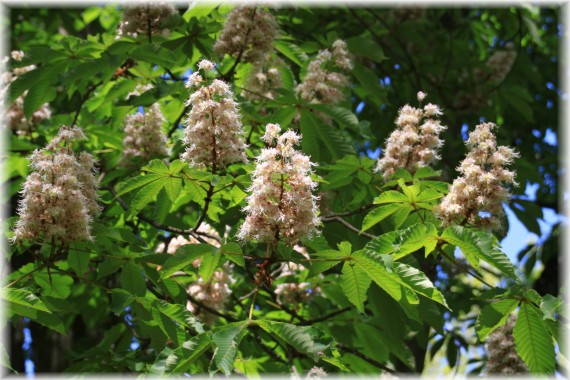 Kasztanowiec japoński (Aesculus turbinata)