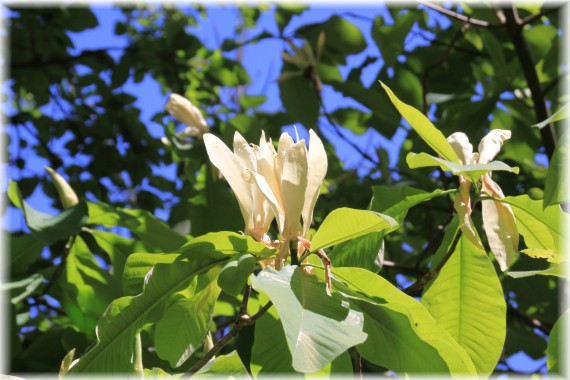 Magnolia parasolowata (Magnolia tripetala)