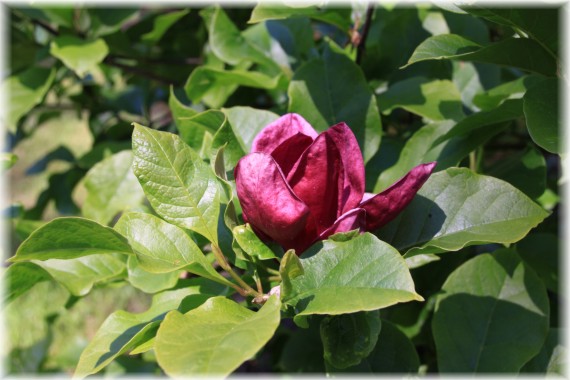 Magnolia 'Genie'