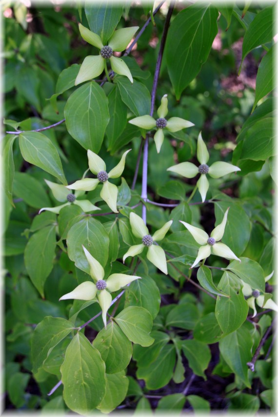 Dereń kousa odmiana chińska (Cornus kousa var. chinensis)