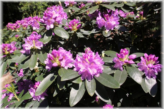 Różanecznik (Rhododendron) 'Boursault'