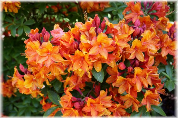 Azalia (Rhododendron) 'Golden Eagle'