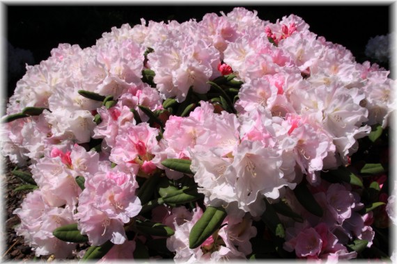 Różanecznik (Rhododendron) 'Silver Lady'