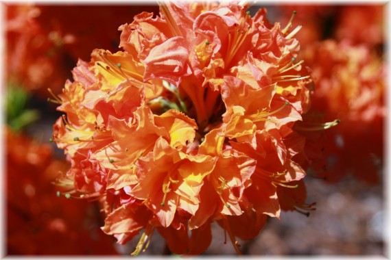 Azalia (Rhododendron) Mandarin Lights'