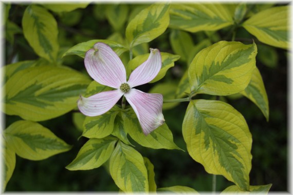 Dereń kwiecisty (Cornus florida) CHEROKEE SUNSET 'Sunset'