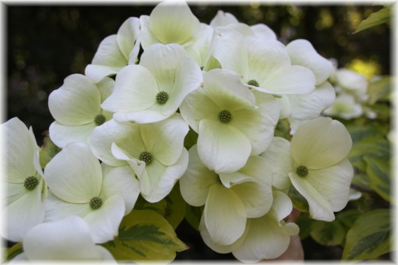 Dereń (Cornus) 'Celestial Shadow'