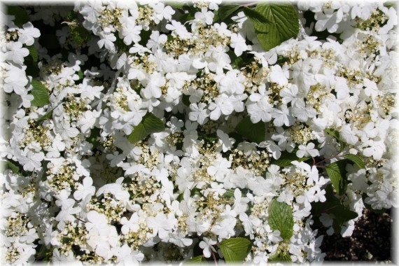 Kalina japońska (Viburnum plicatum) 'Shasta'