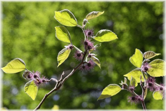 Morwa papierowa (Broussonettia papyrifera)