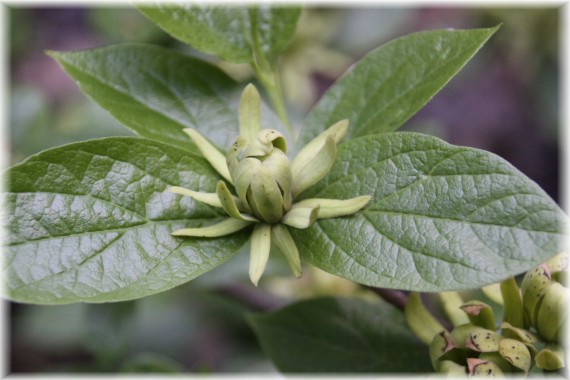 Kielichowiec wonny (Calycanthus floridus) 'Athens'