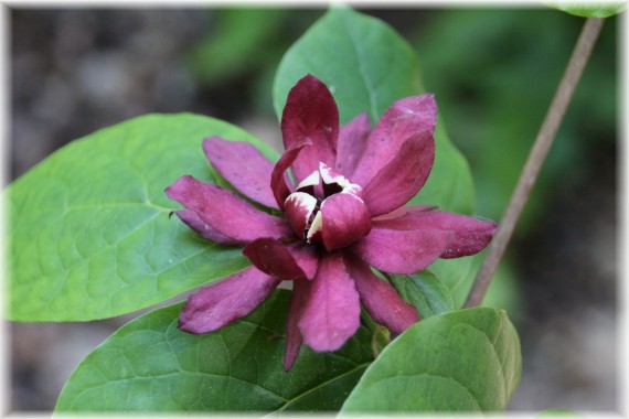 Kielichowiec (Calycanthus) 'Harltage Wine'