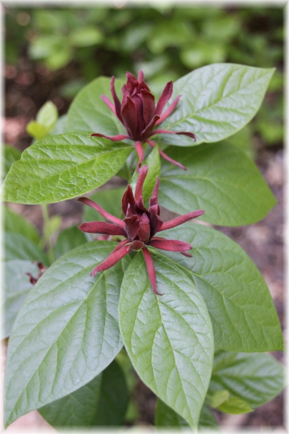 Kielichowiec wonny (Calycanthus floridus)