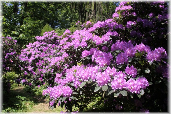 Różanecznik (Rhododendron) 'Catawbiense Boursault'