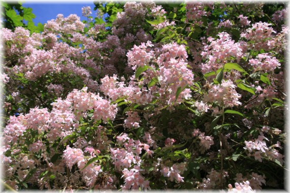 Kolkwicja chińska (Kolkwitzia amabilis)