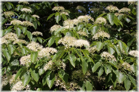 Dereń drzewiasty (Cornus controversa)