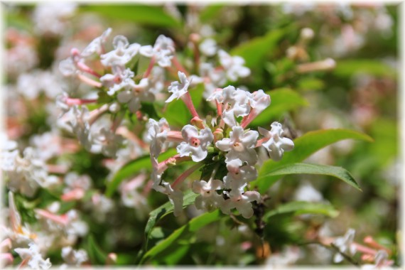 Abelia (Abelia sp.)