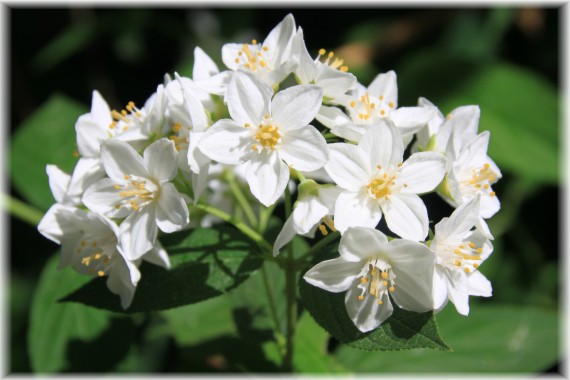 Żylistek (Deutzia sp.)