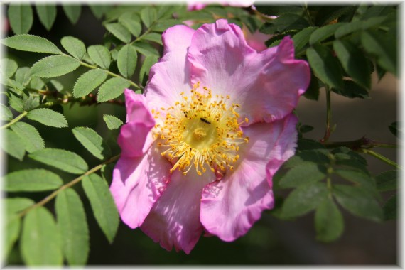 Róża kasztanowa (Rosa roxburghii)