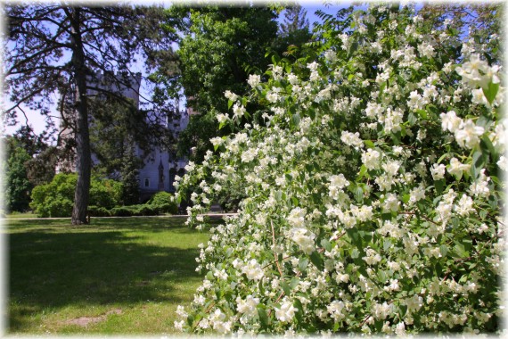 Jaśminowiec (Philadelphus sp.)