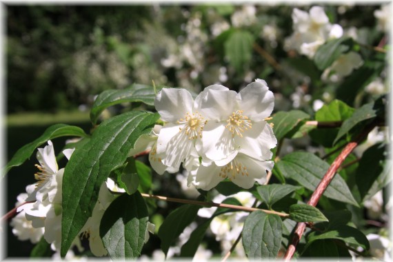 Jaśminowiec (Philadelphus sp.)