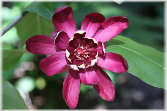 Kielichowiec (Calycanthus) 'Aphrodite'