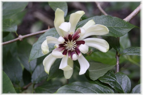 Kielichowiec (Calycanthus) 'Venus'