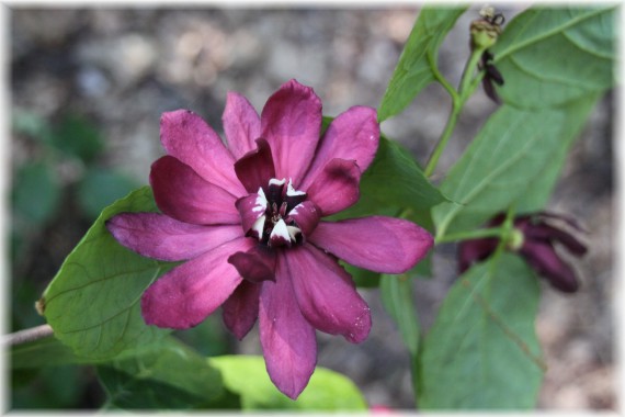 Kielichowiec (Calycanthus) 'Harltage Wine'