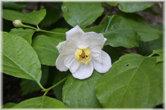 Kielichowiec chiński (Calycanthus chinensis)