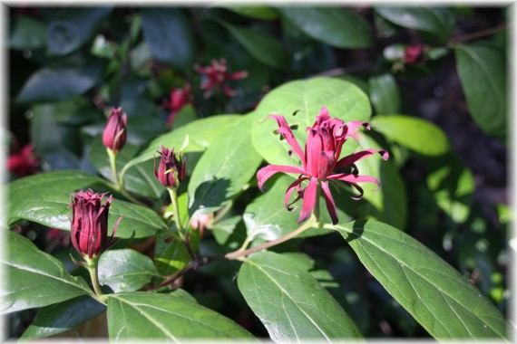 Kielichowiec wonny (Calycanthus floridus) 'Ferox'