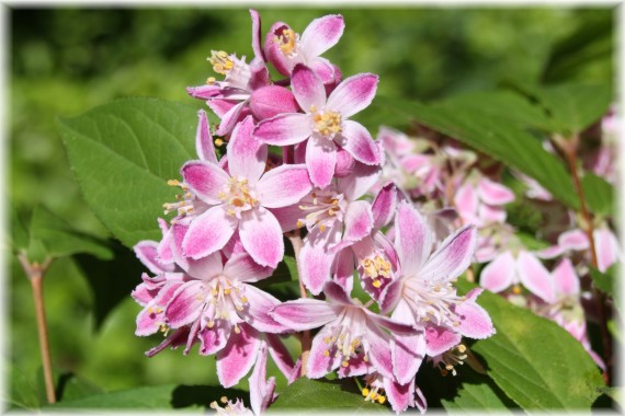 Żylistek mieszańcowy (Deutzia ×hybrida) 'Strawberry Fields'