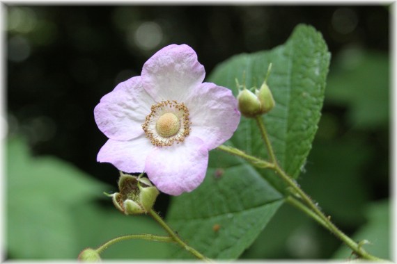 Jeżyna pachnąca (Rubus odoratus)