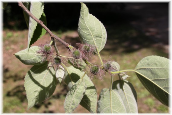 Morwa papierowa (Broussonetia papyrifera)