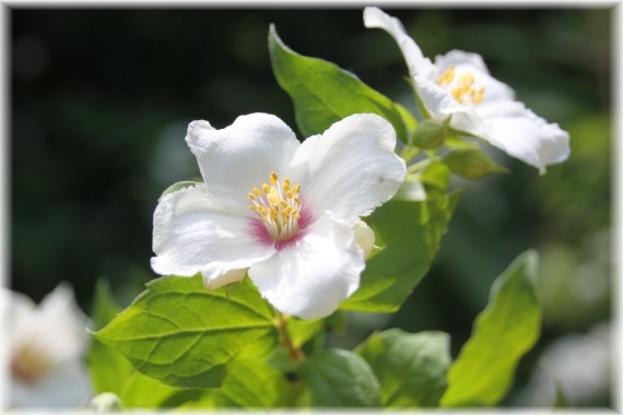 Jaśminowiec (Philadelphus) 'Belle Etoile'